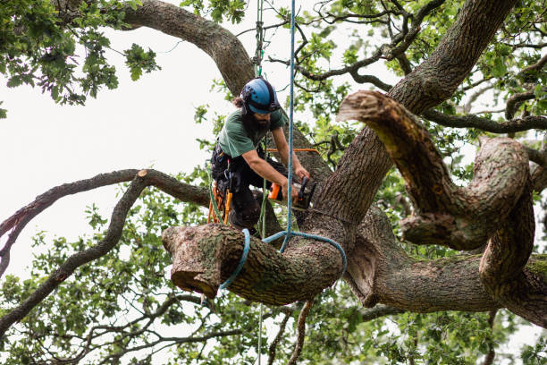 Best Tree Mulching  in Lead, SD