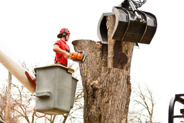 Best Tree Removal  in Lead, SD